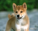 Shiba Inu