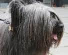 Skye-terrier2