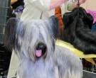 Skye-terrier4