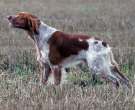 Spaniel-Breton-5