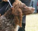 Spaniel-de-Pont-Audemere-3