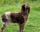 Spaniel-de-Pont-Audemere-6