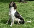Spaniel-frances-1