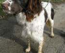 Spaniel-frances-2