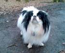 Spaniel-japones-6