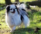 Spaniel-japones-7