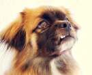 Spaniel tibetano