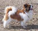 Spaniel tibetano