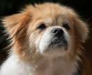 Spaniel tibetano