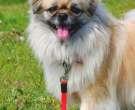 Spaniel tibetano