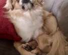 Spaniel tibetano