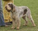 Spinone italiano