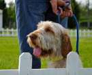 Spinone italiano