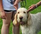 Spinone italiano