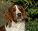 Springer spaniel galés