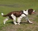 Springer spaniel inglés