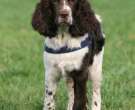 Springer spaniel inglés