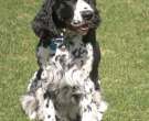 Springer spaniel inglés