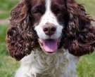 Springer spaniel inglés