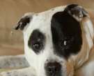 Staffordshire-bull-terrier-3