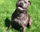 Staffordshire-bull-terrier-6