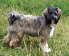 Terrier tibetano