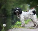 Terrier tibetano