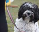 Terrier tibetano