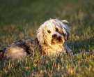 Terrier tibetano