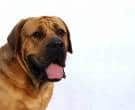 Tosa-Inu-3