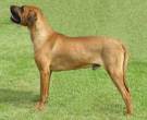 Tosa-Inu-5