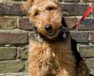 Welsh-Terrier-1