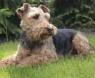 Welsh-Terrier-3