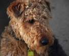 Welsh-Terrier-5