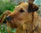 Welsh-Terrier-6