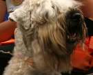 Wheaten-3