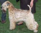 Wheaten-4