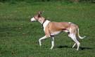 Whippet-6