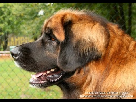 Leonberger - Raza de Perro