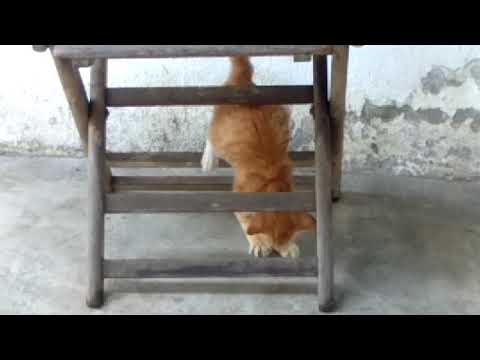 kucing malaysia