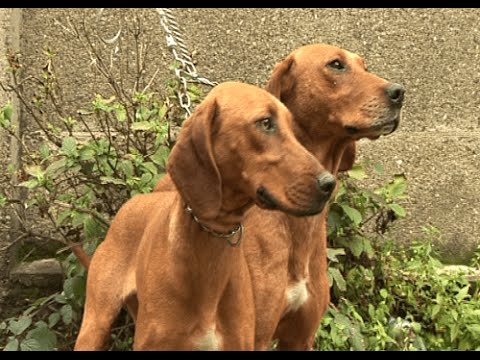 Sabueso Serbio (Srpski Gonic) - Raza de Perro