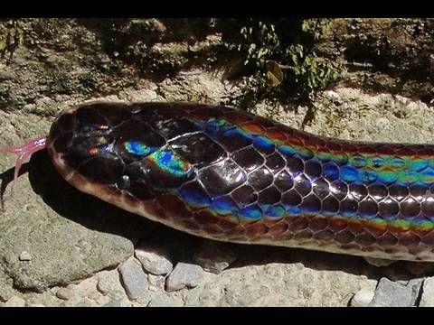 Sunbeam Snake a Rainbow Snake with Rainbow Colors 🇹🇭Thailand VLOG | ThaiPulseCom