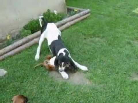 Berner Laufhund - Celer Cervarius and puppy :)