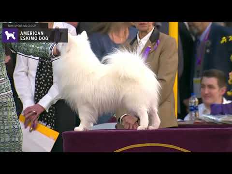 American Eskimo Dogs | Breed Judging 2020