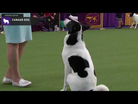 Canaan Dogs | Breed Judging 2020