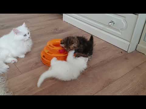 Kittens - Minuet kittens and mum