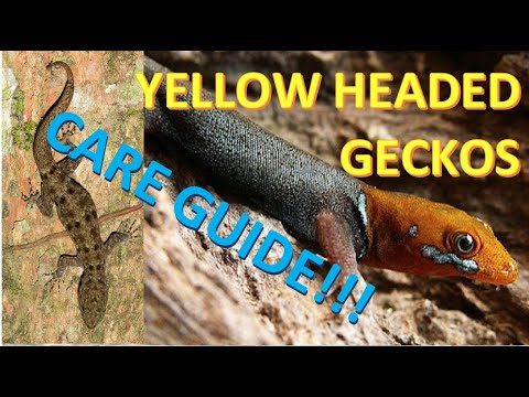 MICRO YELLOW-HEADED GECKOS | Care Guide for Yellow-Headed Geckos, Gonotodes albogularis fuscus