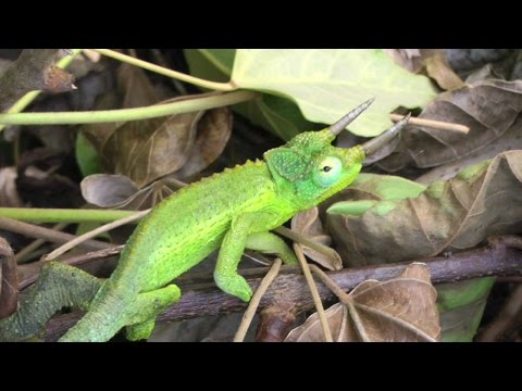 A Chameleon Comes Over to Visit | Trioceros jacksonii | Color Video