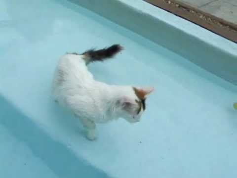 Purring Turkish Van kitten in pool