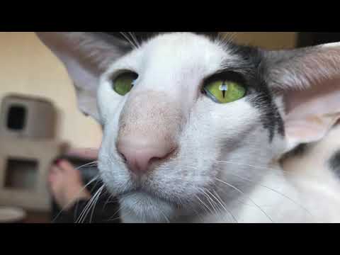 Reality Honks: There are cats and then there are Oriental Shorthairs!